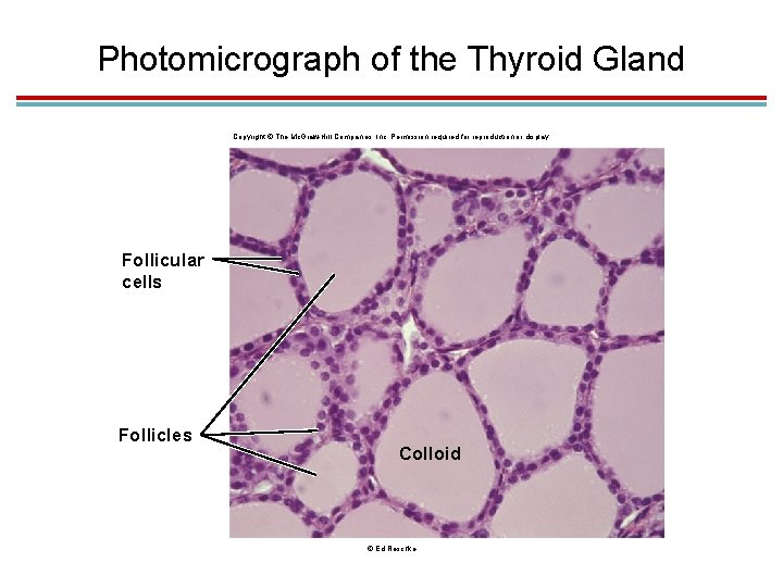 Photomicrograph of the Thyroid Gland Copyright © The Mc. Graw-Hill Companies, Inc. Permission required