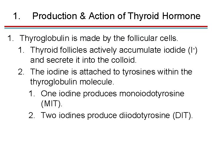 1. Production & Action of Thyroid Hormone 1. Thyroglobulin is made by the follicular