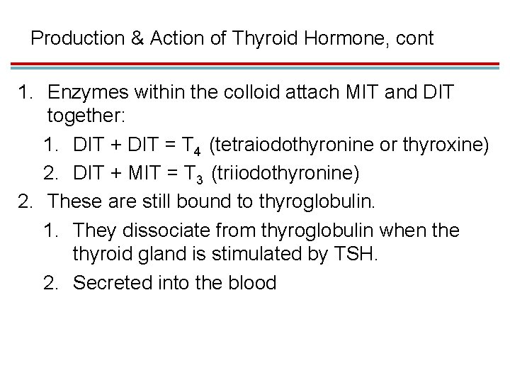 Production & Action of Thyroid Hormone, cont 1. Enzymes within the colloid attach MIT