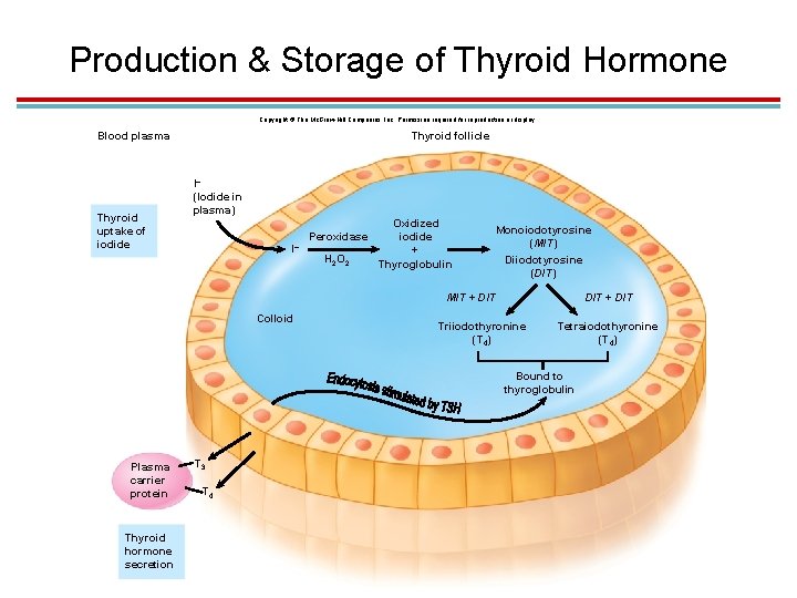 Production & Storage of Thyroid Hormone Copyright © The Mc. Graw-Hill Companies, Inc. Permission