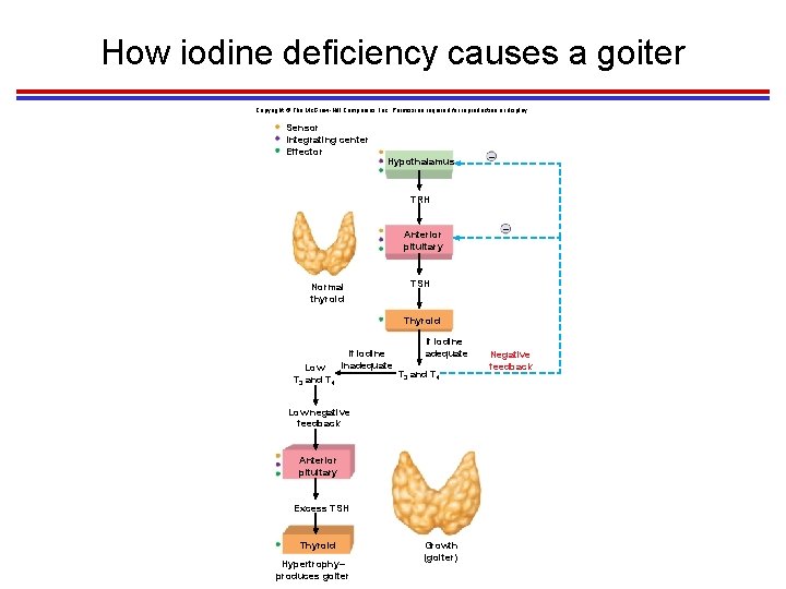 How iodine deficiency causes a goiter Copyright © The Mc. Graw-Hill Companies, Inc. Permission