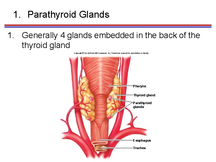 1. Parathyroid Glands 1. Generally 4 glands embedded in the back of the thyroid