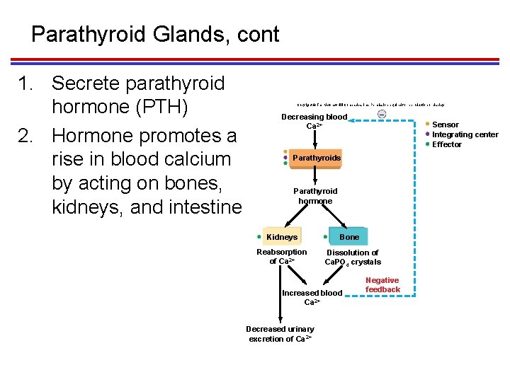Parathyroid Glands, cont 1. Secrete parathyroid hormone (PTH) 2. Hormone promotes a rise in
