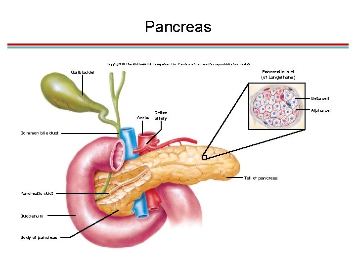 Pancreas Copyright © The Mc. Graw-Hill Companies, Inc. Permission required for reproduction or display.