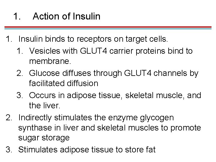 1. Action of Insulin 1. Insulin binds to receptors on target cells. 1. Vesicles