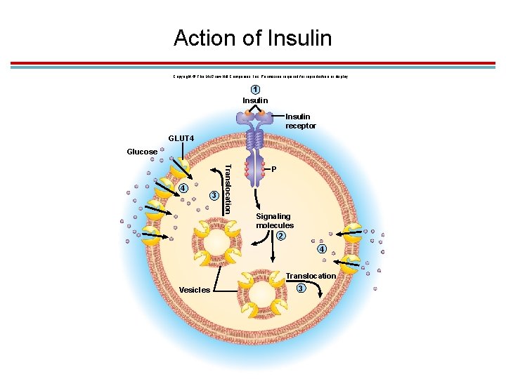 Action of Insulin Copyright © The Mc. Graw-Hill Companies, Inc. Permission required for reproduction