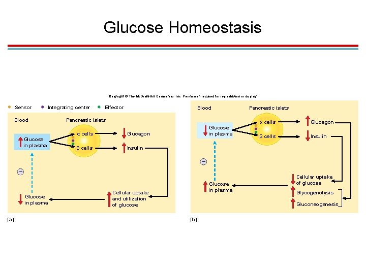 Glucose Homeostasis Copyright © The Mc. Graw-Hill Companies, Inc. Permission required for reproduction or