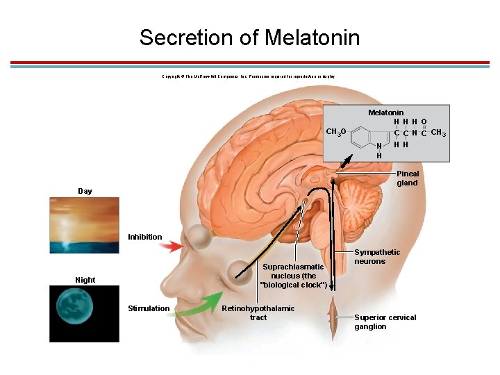 Secretion of Melatonin Copyright © The Mc. Graw-Hill Companies, Inc. Permission required for reproduction