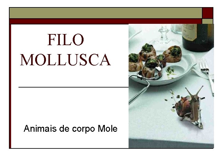 FILO MOLLUSCA Animais de corpo Mole 