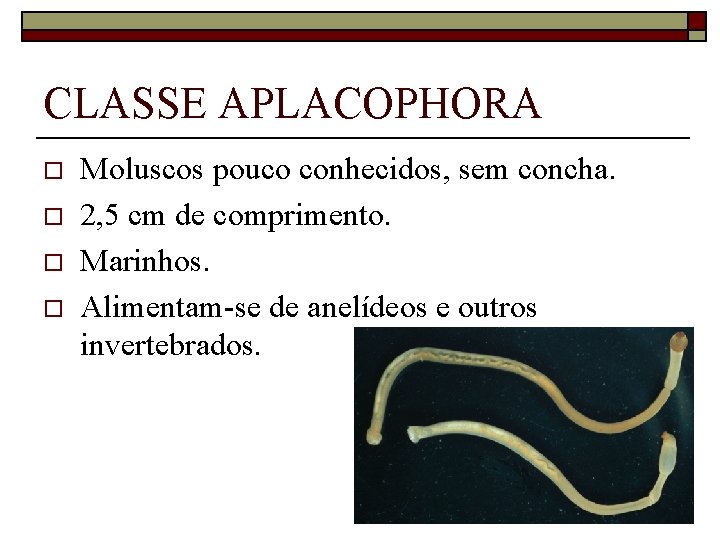 CLASSE APLACOPHORA o o Moluscos pouco conhecidos, sem concha. 2, 5 cm de comprimento.