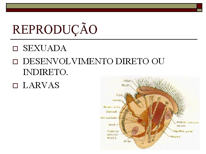 REPRODUÇÃO o o o SEXUADA DESENVOLVIMENTO DIRETO OU INDIRETO. LARVAS 