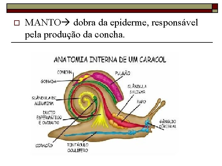 o MANTO dobra da epiderme, responsável pela produção da concha. 