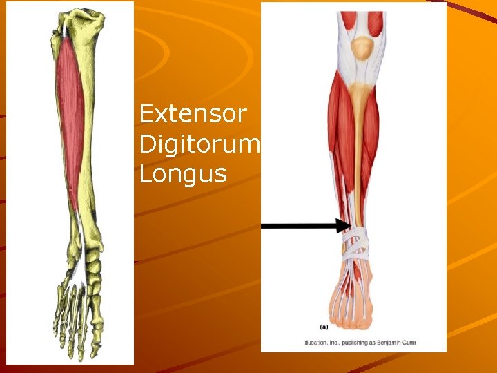 Extensor Digitorum Longus 