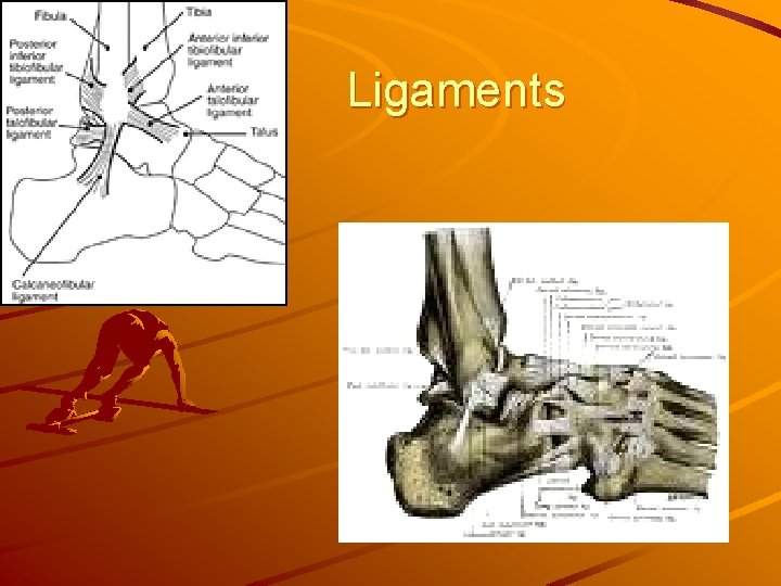 Ligaments 