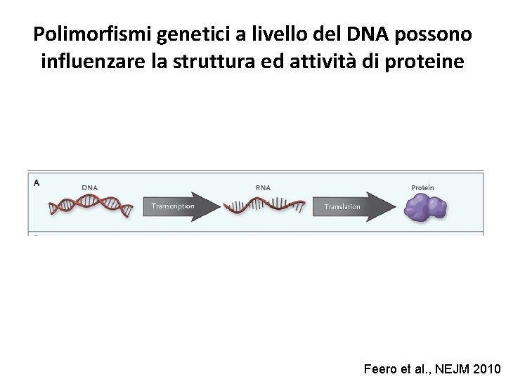 Polimorfismi genetici a livello del DNA possono influenzare la struttura ed attività di proteine Polimorfismi genetici a livello del DNA possono influenzare la struttura ed attività di proteine