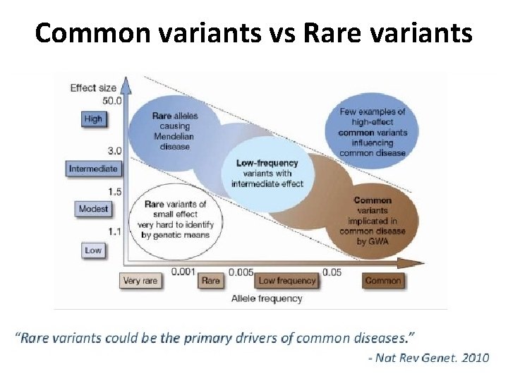Common variants vs Rare variants Common variants vs Rare variants