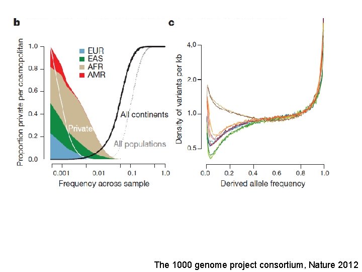 The 1000 genome project consortium, Nature 2012 The 1000 genome project consortium, Nature 2012