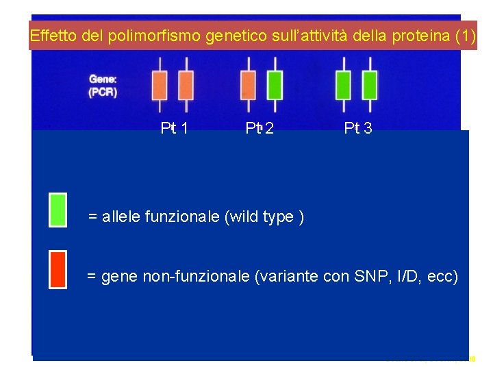 Effetto del polimorfismo genetico sull’attività della proteina (1) Pt 1 Pt 2 Pt 3 Effetto del polimorfismo genetico sull’attività della proteina (1) Pt 1 Pt 2 Pt 3