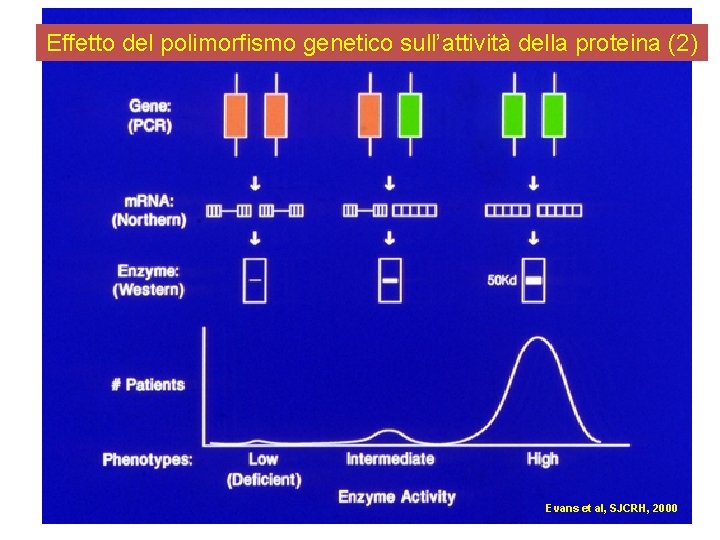 Effetto del polimorfismo genetico sull’attività della proteina (2) Evans et al, SJCRH, 2000 Effetto del polimorfismo genetico sull’attività della proteina (2) Evans et al, SJCRH, 2000