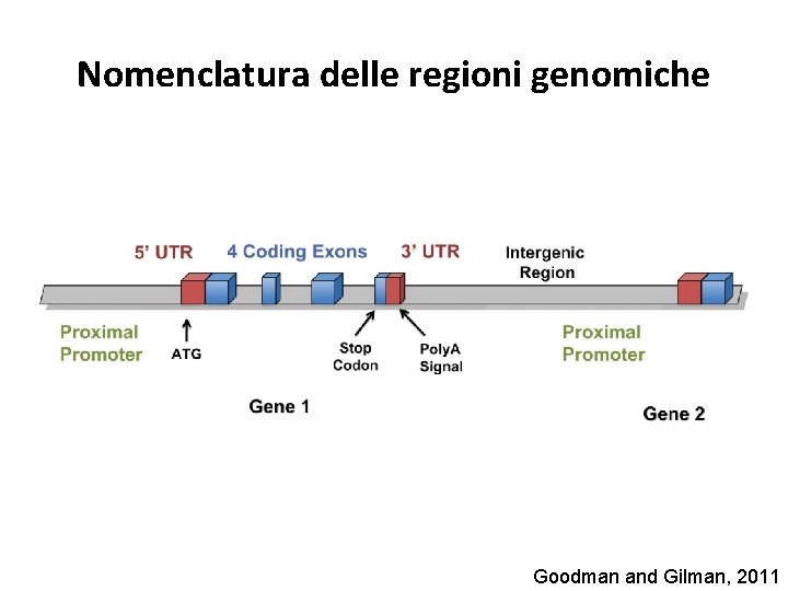 Nomenclatura delle regioni genomiche Goodman and Gilman, 2011 Nomenclatura delle regioni genomiche Goodman and Gilman, 2011