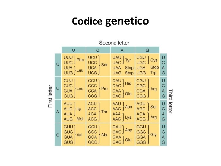 Codice genetico Codice genetico