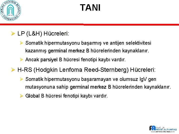 TANI Ø LP (L&H) Hücreleri: Hücreleri Ø Somatik hipermutasyonu başarmış ve antijen selektivitesi kazanmış