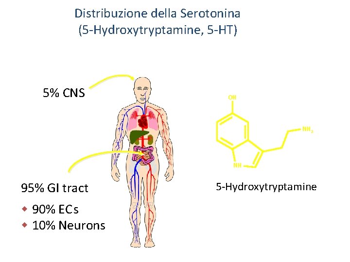 Distribuzione della Serotonina (5 -Hydroxytryptamine, 5 -HT) 5% CNS OH NH 2 NH 95%