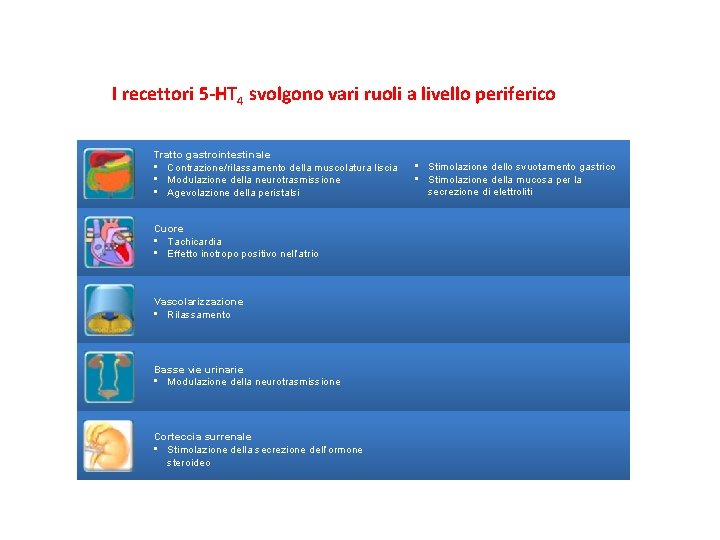 I recettori 5 -HT 4 svolgono vari ruoli a livello periferico Tratto gastrointestinale •