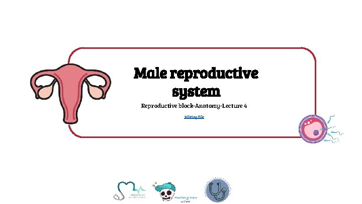 Male reproductive system Reproductive block-Anatomy-Lecture 4 Editing file 