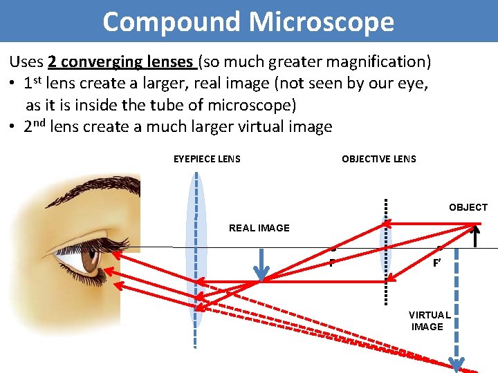 Compound Microscope Uses 2 converging lenses (so much greater magnification) • 1 st lens