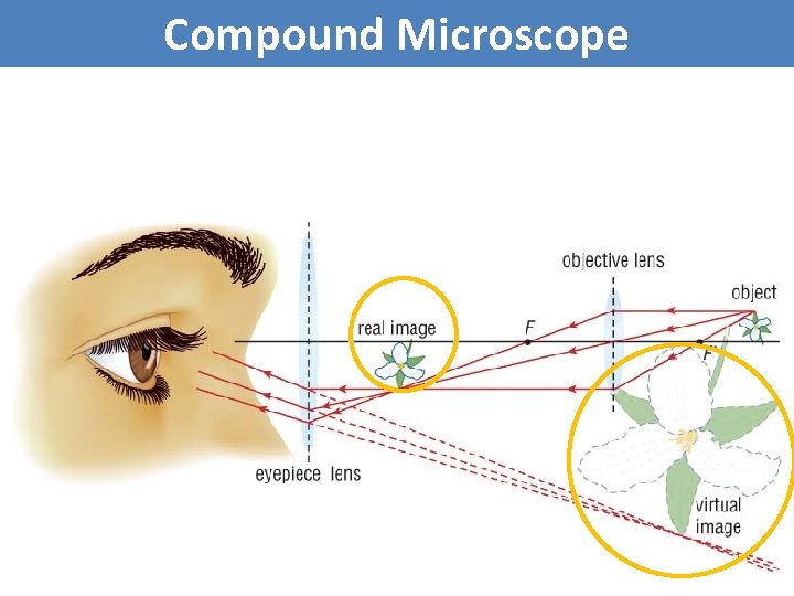 Compound Microscope 