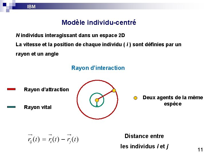 IBM Modèle individu-centré N individus interagissant dans un espace 2 D La vitesse et IBM Modèle individu-centré N individus interagissant dans un espace 2 D La vitesse et
