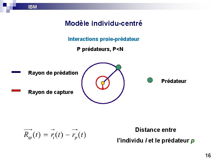 IBM Modèle individu-centré Interactions proie-prédateur P prédateurs, P<N Rayon de prédation Prédateur Rayon de IBM Modèle individu-centré Interactions proie-prédateur P prédateurs, P<N Rayon de prédation Prédateur Rayon de