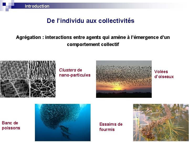 Introduction De l’individu aux collectivités Agrégation : interactions entre agents qui amène à l’émergence Introduction De l’individu aux collectivités Agrégation : interactions entre agents qui amène à l’émergence