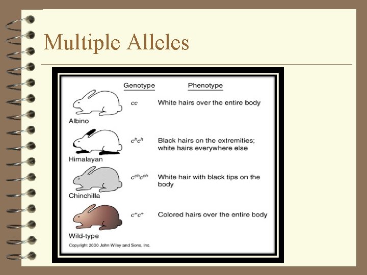 Multiple Alleles Multiple Alleles