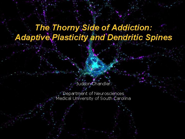 The Thorny Side of Addiction: Adaptive Plasticity and Dendritic Spines Judson Chandler Department of