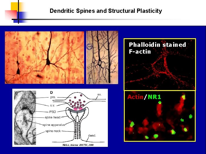 Dendritic Spines and Structural Plasticity Phalloidin stained F-actin Actin/NR 1 Matus, Science 290: 754,