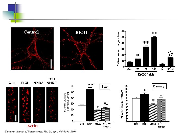 Control ** % Neurons with large spines Et. OH actin ** @ * Et.