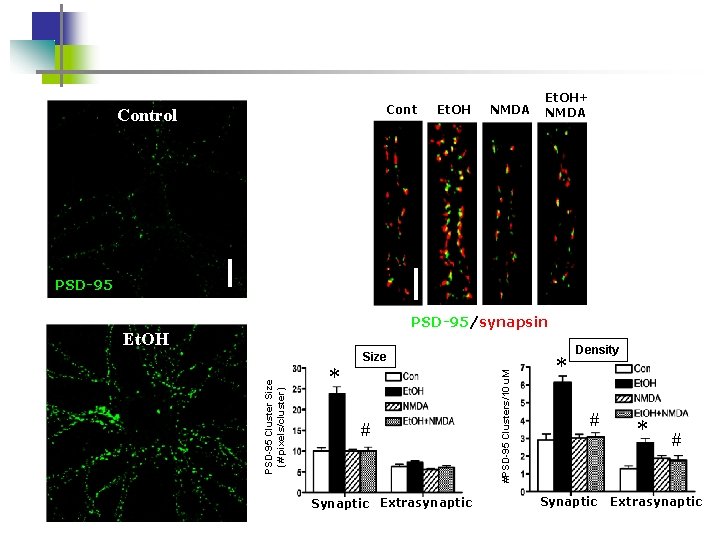 Control Et. OH NMDA Et. OH+ NMDA PSD-95/synapsin Et. OH * # Synaptic Extrasynaptic