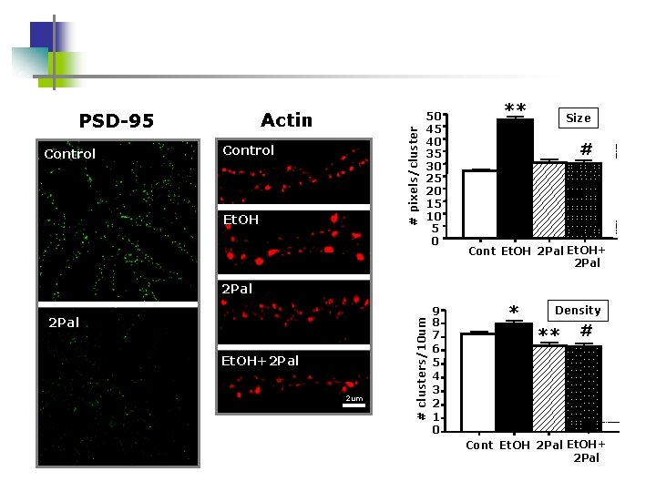 Control # pixels/cluster Actin PSD-95 Control Et. OH 50 45 40 35 30 25