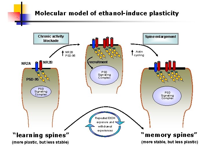 Molecular model of ethanol-induce plasticity Chronic activity blockade Spine enlargement Actin cycling NR 2