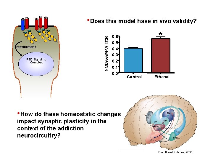 recruitment PSD Signaling Complex NMDA/AMPA ratio • Does this model have in vivo validity?