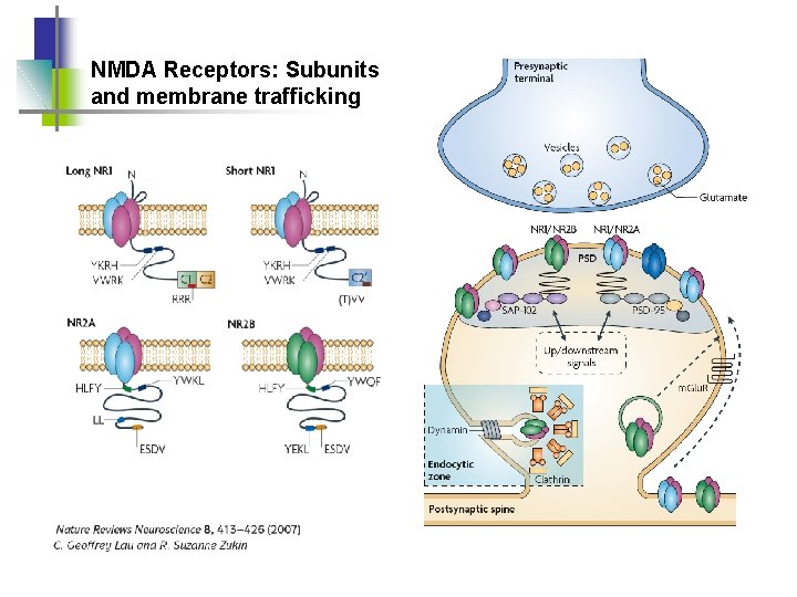 NMDA Receptors: Subunits and membrane trafficking 