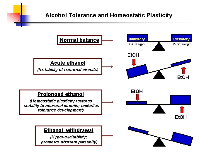 Alcohol Tolerance and Homeostatic Plasticity Normal balance Inhibitory Excitatory GABAergic Glutamatergic Et. OH Acute