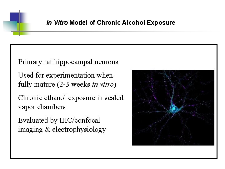 In Vitro Model of Chronic Alcohol Exposure Primary rat hippocampal neurons Used for experimentation