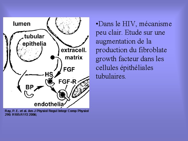  • Dans le HIV, mécanisme peu clair. Etude sur une augmentation de la