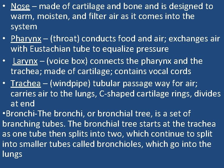  • Nose – made of cartilage and bone and is designed to warm,