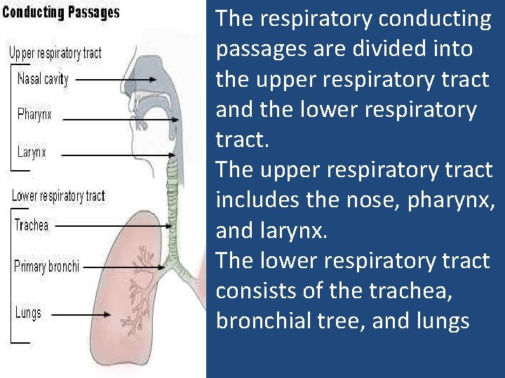 The respiratory conducting passages are divided into the upper respiratory tract and the lower