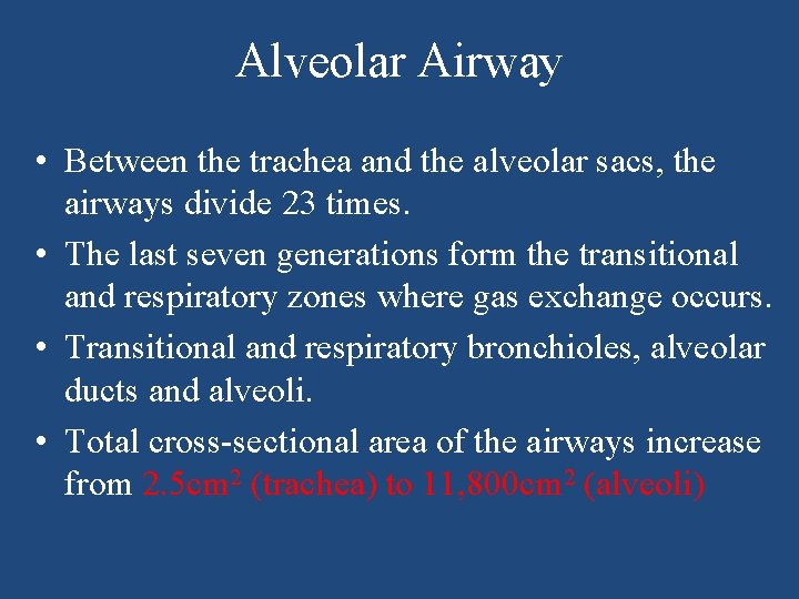 Alveolar Airway • Between the trachea and the alveolar sacs, the airways divide 23