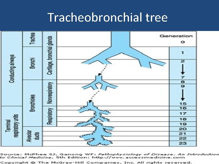 Tracheobronchial tree 